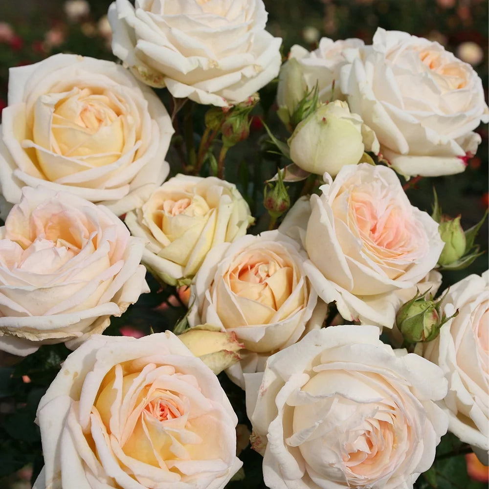 Parfuma Grandiflora Live Rose Plant Q7130