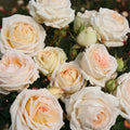 Parfuma Grandiflora Live Rose Plant Q7130