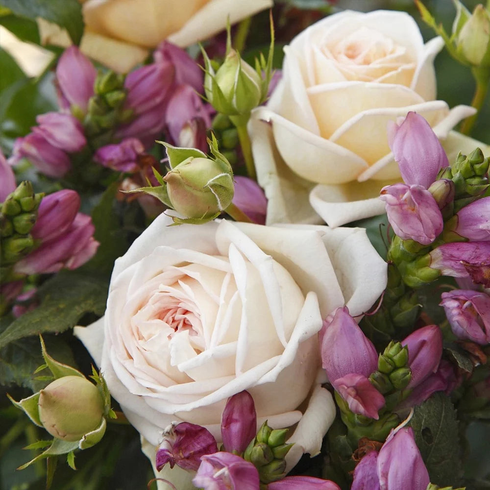 Parfuma Grandiflora Live Rose Plant Q7130