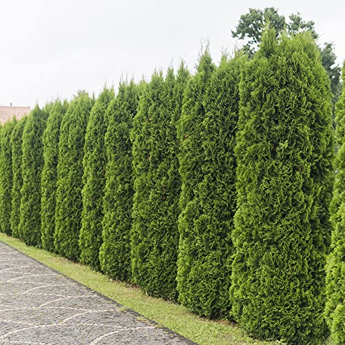 Emerald Green Arborvitae (2.5 Quart) Evergreen Shrub W554512