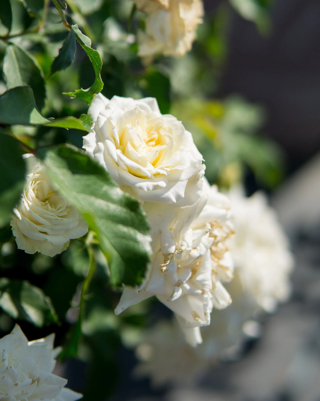 Popcorn Drift Rose Bush Y99316
