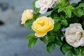 Popcorn Drift Rose Bush Y99316