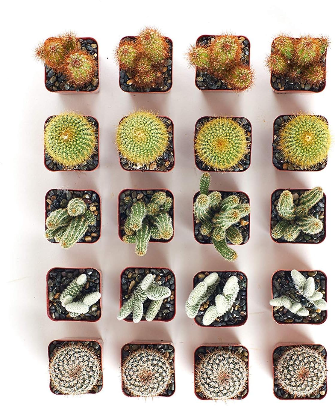 Collection of 20 Live Succulent Plants Q89832