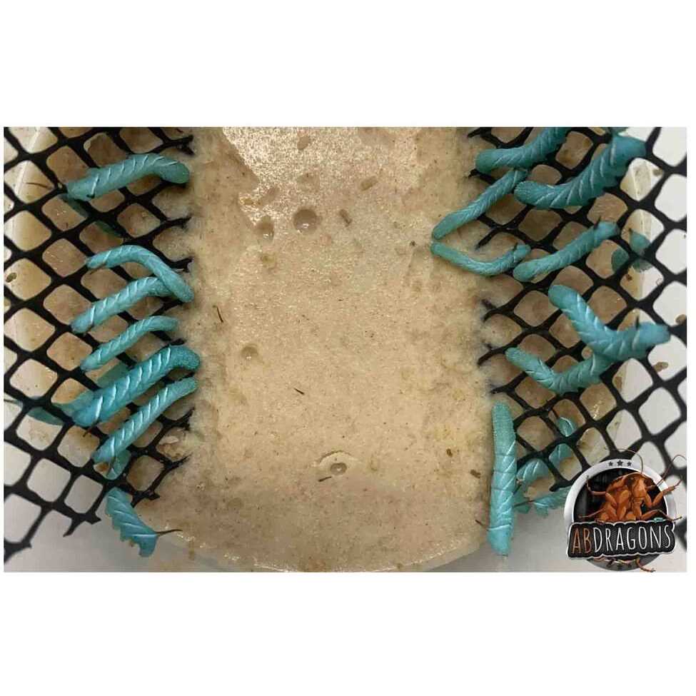 Small Roach Hornworm & Superworm Live Feeder Combo Reptile Food R30307
