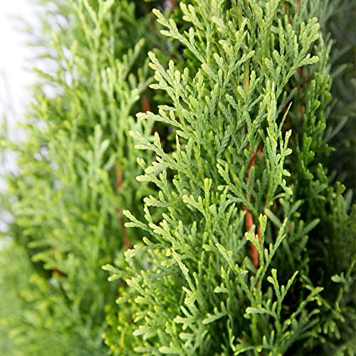 Emerald Green Arborvitae (2.5 Quart) Evergreen Shrub W554512