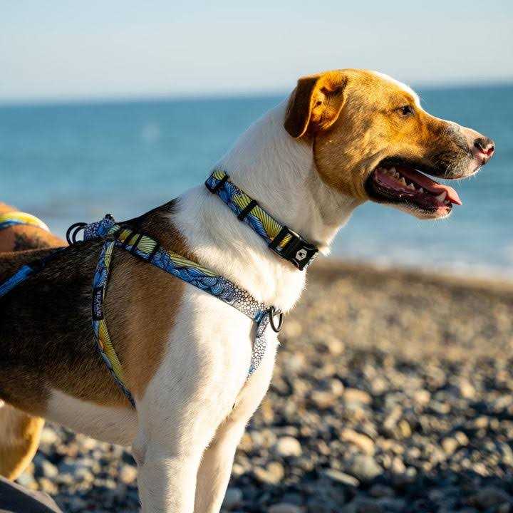 No-Pull Dog Harness M600
