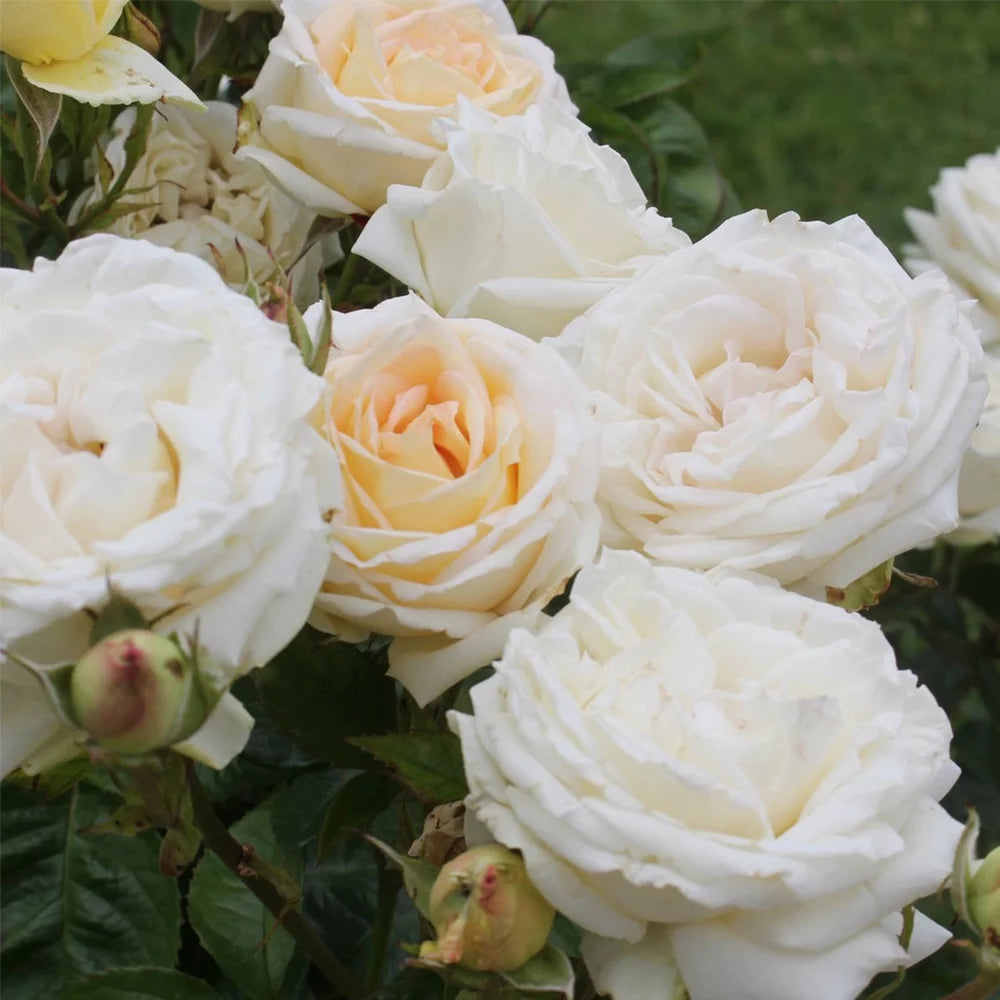 Parfuma Grandiflora Live Rose Plant Q7130