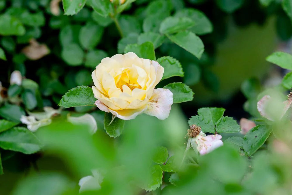 Popcorn Drift Rose Bush Y99316