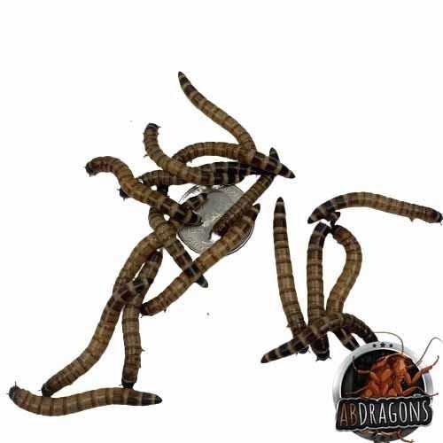 Small Roach Hornworm & Superworm Live Feeder Combo Reptile Food R30307