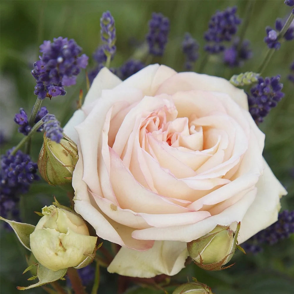Parfuma Grandiflora Live Rose Plant Q7130