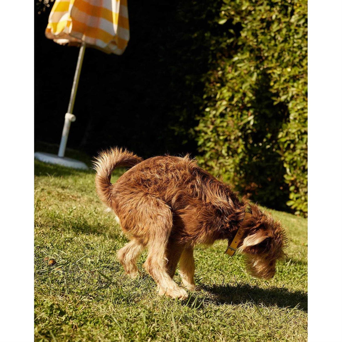 Probiotic Powder for Dogs P1687