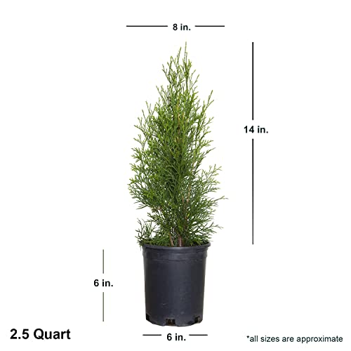 Emerald Green Arborvitae (2.5 Quart) Evergreen Shrub W554512