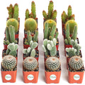 Collection of 20 Live Succulent Plants Q89832
