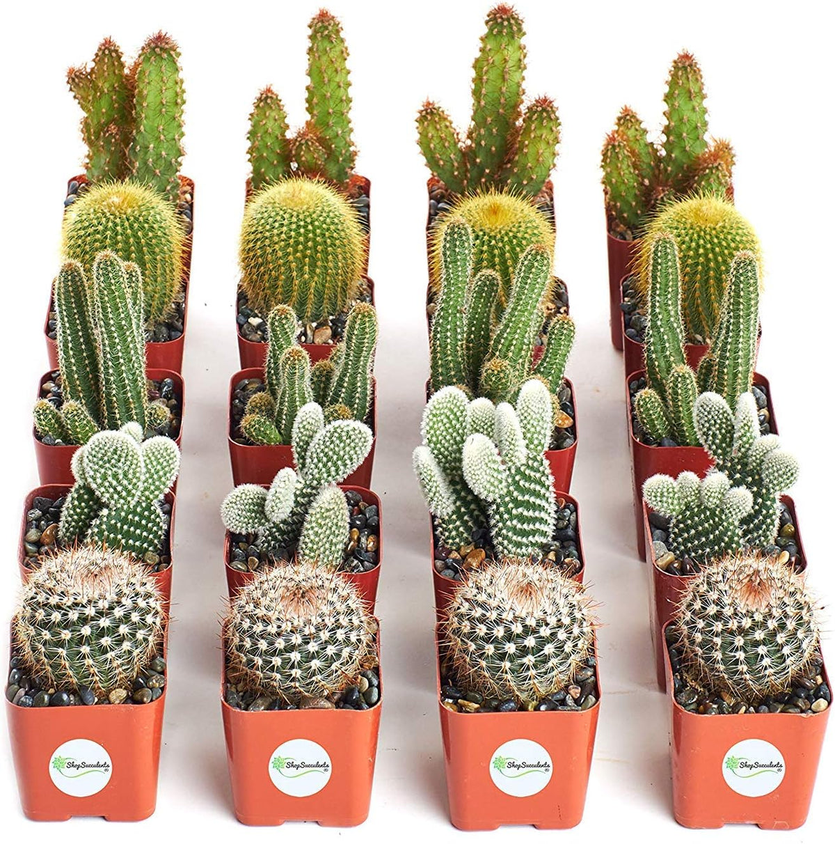 Collection of 20 Live Succulent Plants Q89832