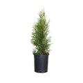 Emerald Green Arborvitae (2.5 Quart) Evergreen Shrub W554512