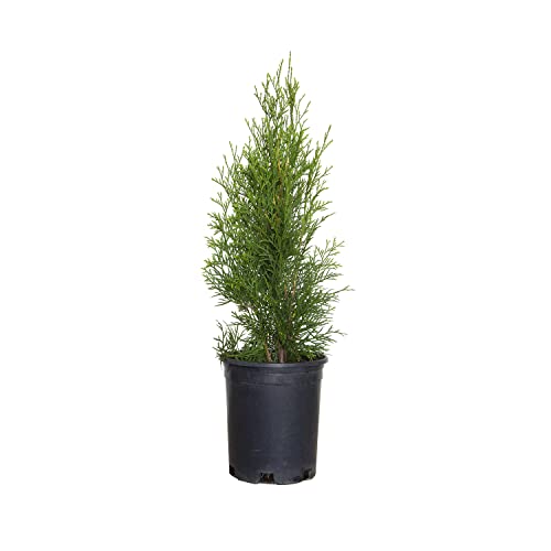 Emerald Green Arborvitae (2.5 Quart) Evergreen Shrub W554512