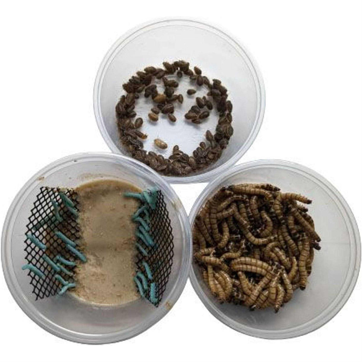 Small Roach Hornworm & Superworm Live Feeder Combo Reptile Food R30307