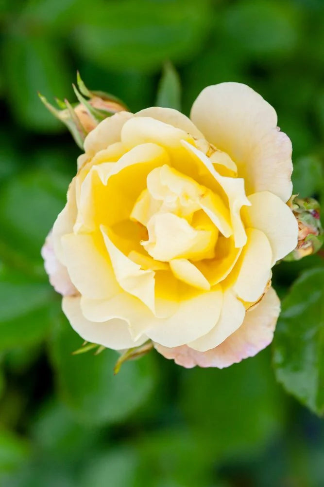 Popcorn Drift Rose Bush Y99316