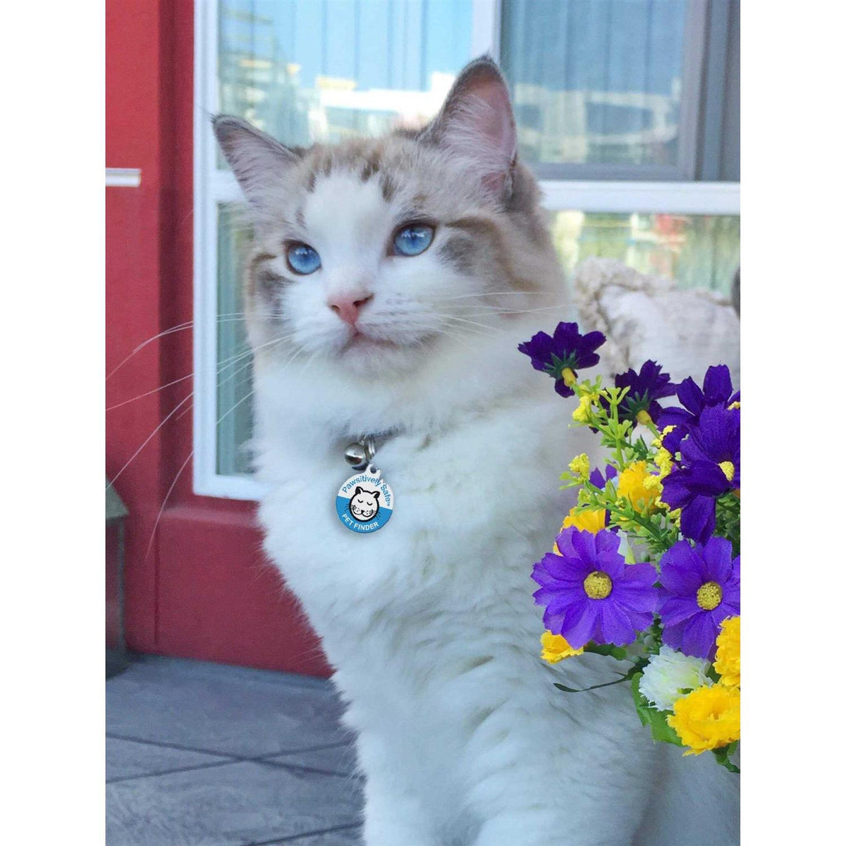 Dog Cat Pet Tag C598