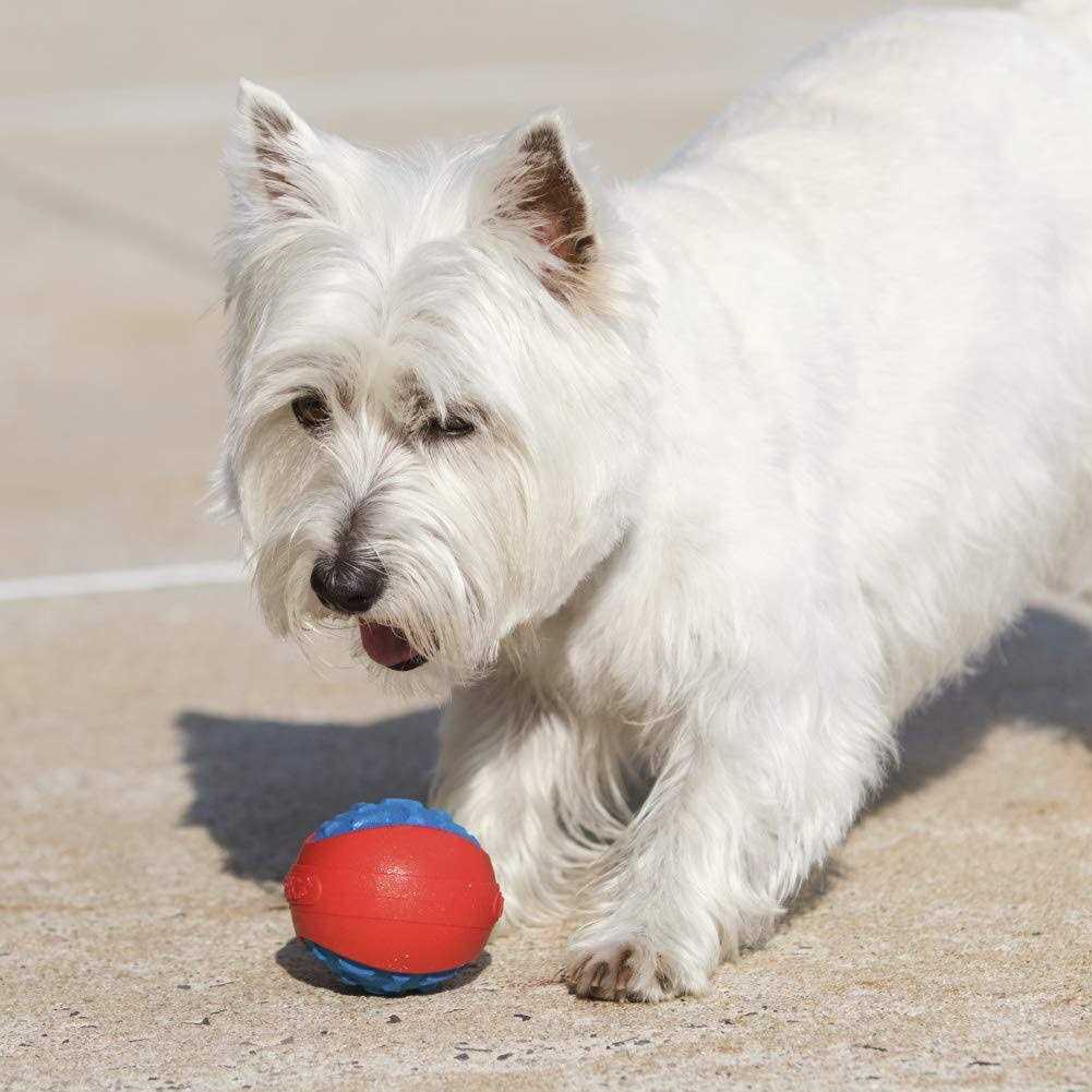 Armor Ball Dog Toy L64737